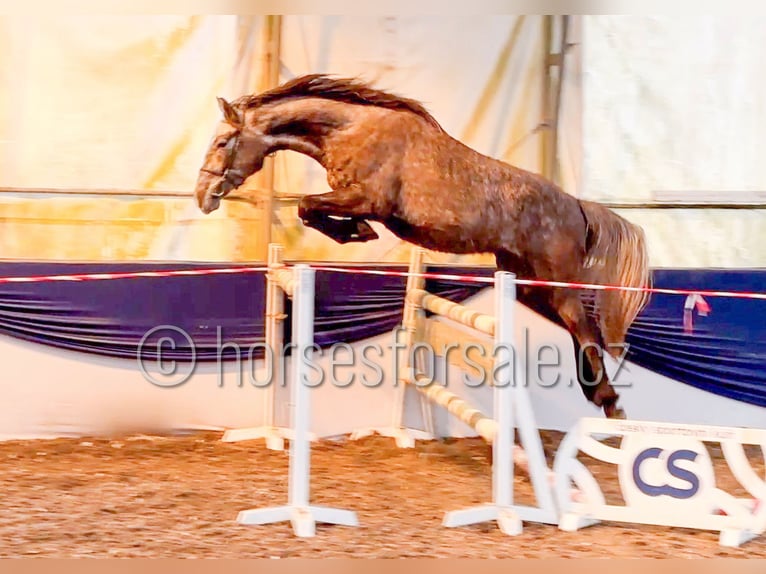 Slovacco Stallone 5 Anni 165 cm Grigio in Veseli nad Luznici