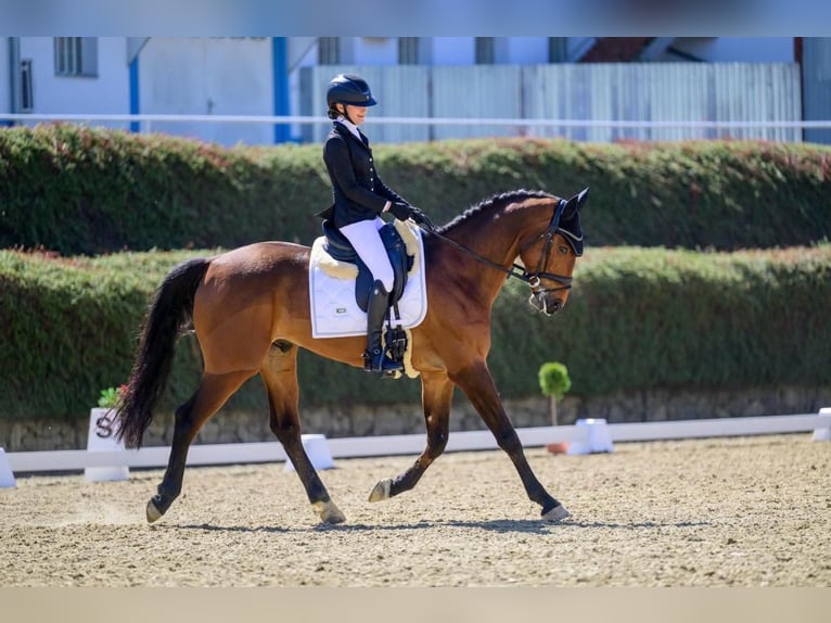 Slovak Warmblood Gelding 10 years 16.1 hh Brown in Jihlava