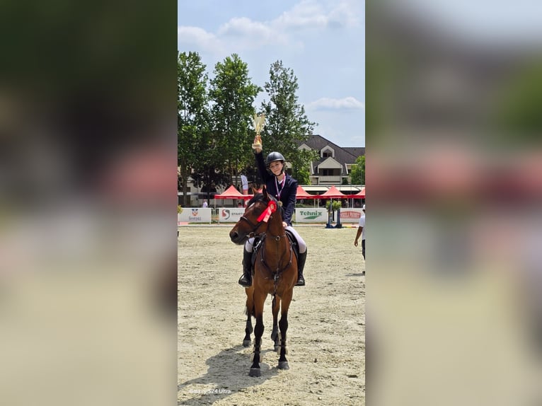 Slovak Warmblood Gelding 10 years 16 hh Bay in Belgrade