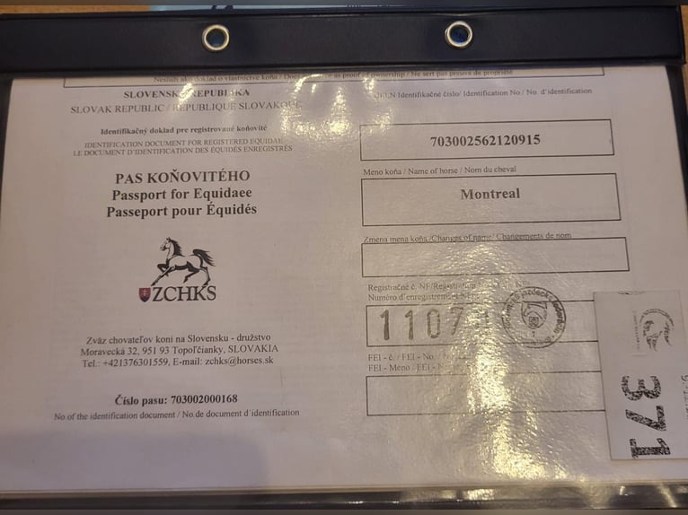 Slovak Warmblood Gelding 10 years in Belgrade, Serbia