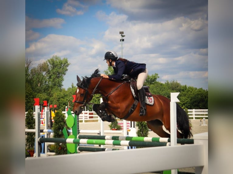 Slovak Warmblood Gelding 11 years 16 hh Bay in Beograd