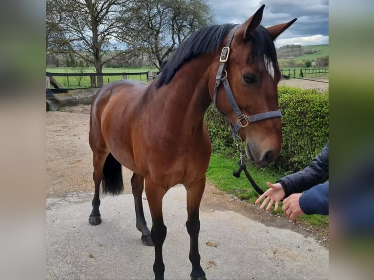 Slovak Warmblood Gelding 11 years Brown in Beograd Srbija