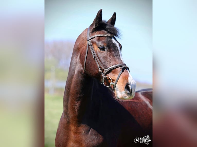 Slovak Warmblood Gelding 13 years 16 hh Brown in Vyškov