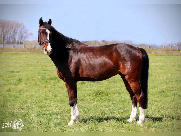 Slovak Warmblood Gelding 13 years 16 hh Brown in Vyškov