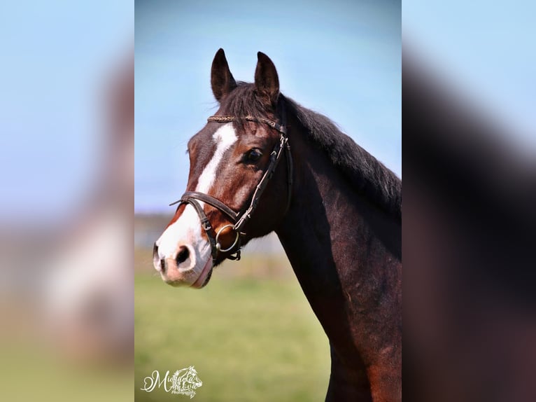 Slovak Warmblood Gelding 13 years 16 hh Brown in Vyškov