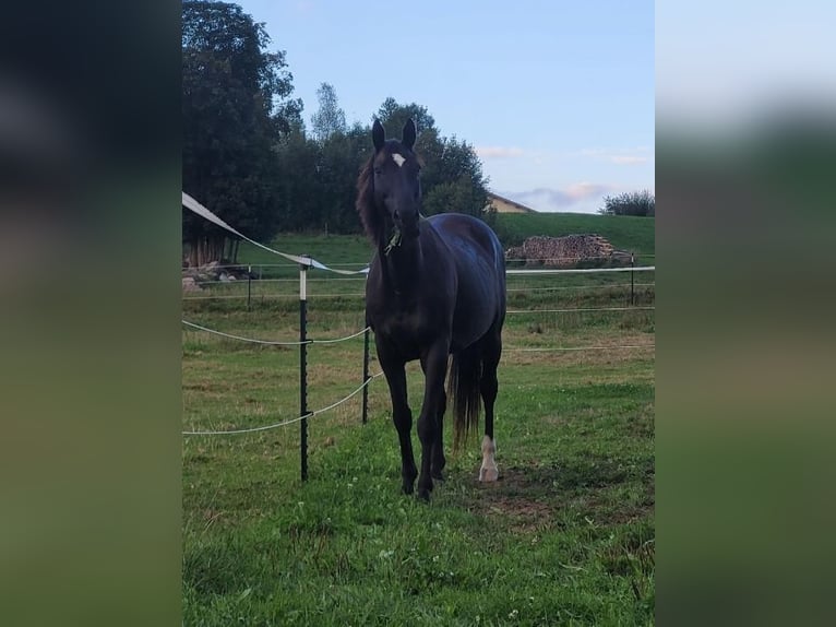Slovak Warmblood Gelding 14 years 15,1 hh Black in Regen