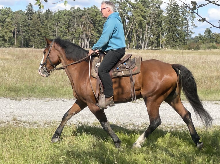 Slovak Warmblood Gelding 14 years 16 hh Brown in Fuchstal