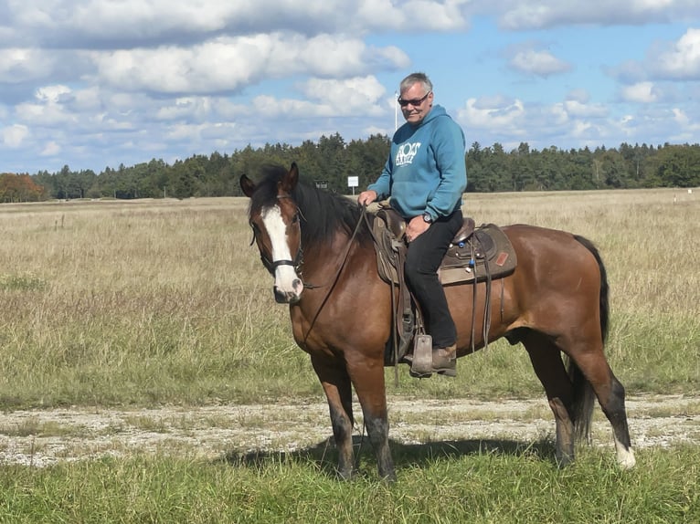 Slovak Warmblood Gelding 14 years 16 hh Brown in Fuchstal