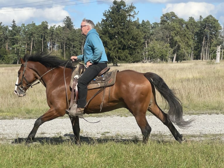 Slovak Warmblood Gelding 14 years 16 hh Brown in Fuchstal