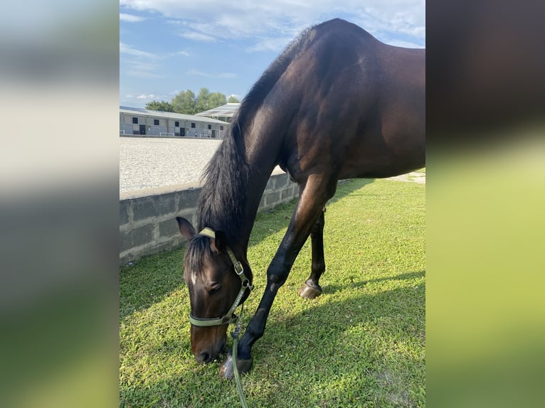 Slovak Warmblood Gelding 15 years 17,1 hh Bay-Dark in Bratislava