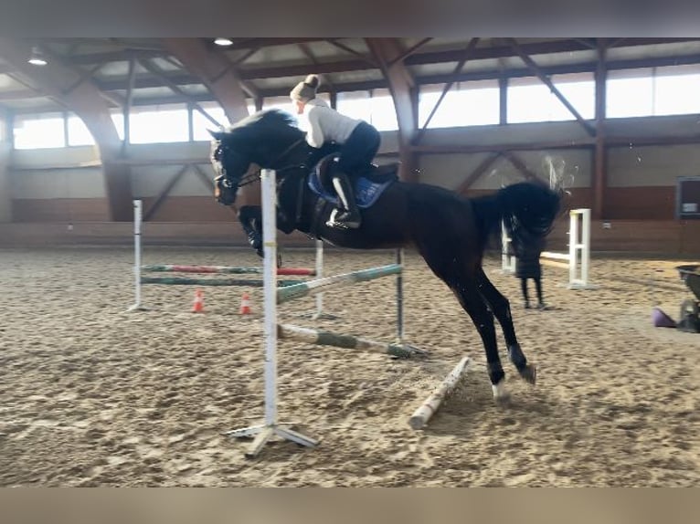 Slovak Warmblood Gelding 15 years 17,1 hh Bay-Dark in Bratislava