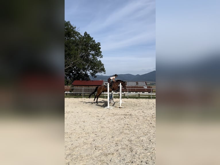 Slovak Warmblood Gelding 16 years 15,3 hh Brown in Rajec