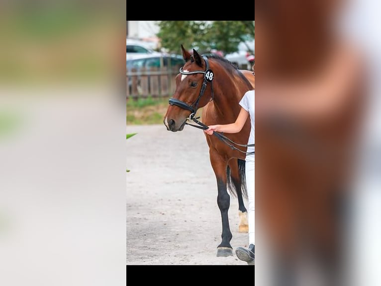 Slovak Warmblood Gelding 16 years 15,3 hh Brown in Rajec