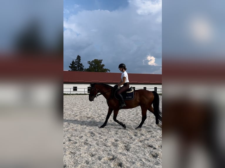 Slovak Warmblood Gelding 16 years 15,3 hh Brown in Rajec