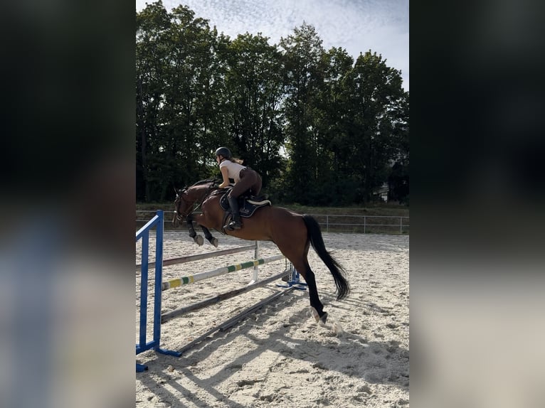 Slovak Warmblood Gelding 16 years 15,3 hh Brown in Rajec