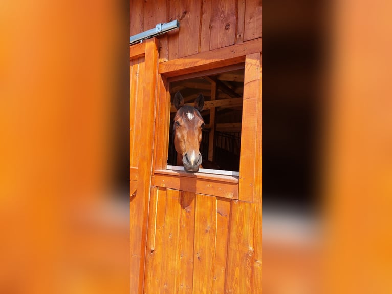 Slovak Warmblood Gelding 16 years 15,3 hh Brown in Rajec