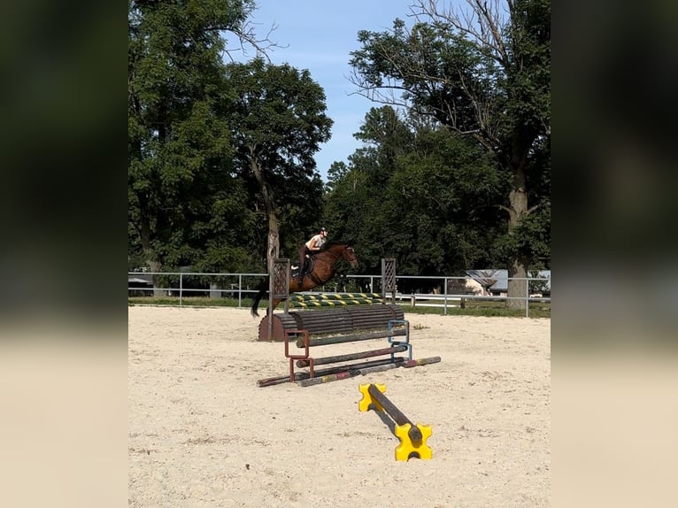 Slovak Warmblood Gelding 16 years 15,3 hh Brown in Rajec