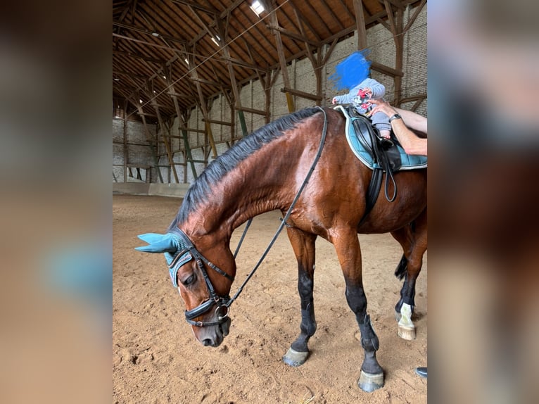 Slovak Warmblood Gelding 16 years 17 hh Brown in Aying