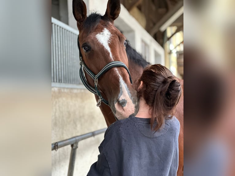 Slovak Warmblood Gelding 16 years 17 hh Brown in Aying