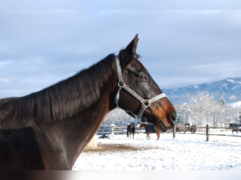 Slovak Warmblood Gelding 20 years 16,2 hh Bay-Dark in Leoben
