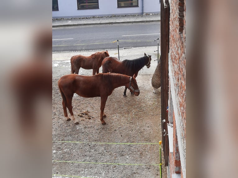 Slovak Warmblood Gelding 3 years 16,2 hh Chestnut-Red in Kimpling