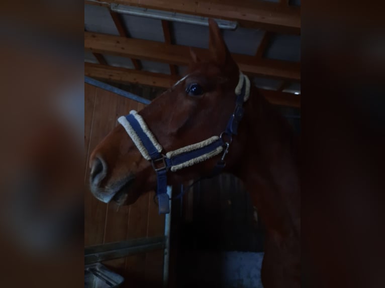 Slovak Warmblood Gelding 3 years 16,2 hh Chestnut-Red in Kimpling