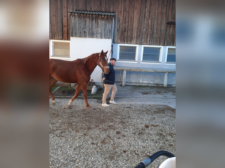 Slovak Warmblood Gelding 3 years 16,2 hh Chestnut-Red in Kimpling