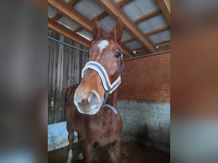 Slovak Warmblood Gelding 3 years 16,2 hh Chestnut-Red in Kimpling