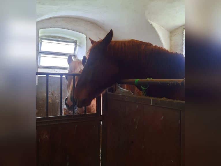 Slovak Warmblood Gelding 3 years 16,2 hh Chestnut-Red in Kimpling