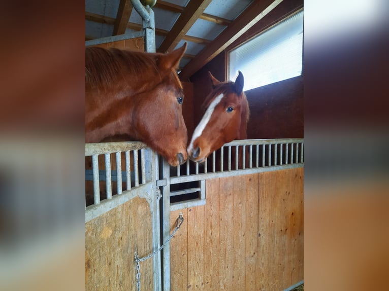 Slovak Warmblood Gelding 3 years 16,2 hh Chestnut-Red in Kimpling