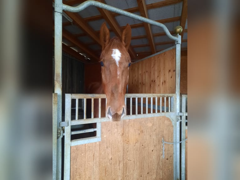 Slovak Warmblood Gelding 3 years 16,2 hh Chestnut-Red in Kimpling