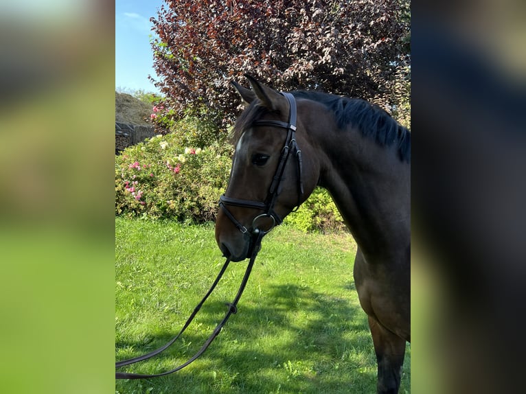 Slovak Warmblood Gelding 4 years 15,3 hh Bay-Dark in Volanice