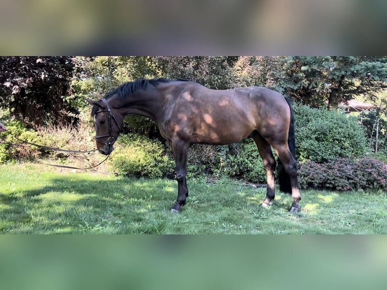 Slovak Warmblood Gelding 4 years 15,3 hh Bay-Dark in Volanice