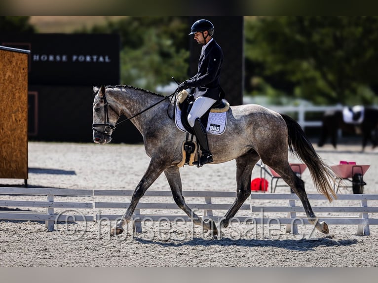 Slovak Warmblood Gelding 4 years 16.2 hh Grey in Tyn nad Vltavou