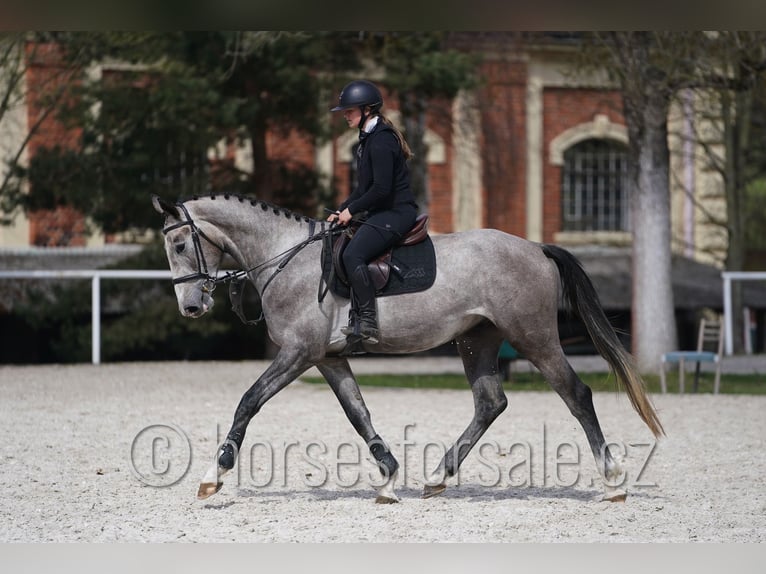 Slovak Warmblood Gelding 4 years 16.2 hh Grey in Tyn nad Vltavou