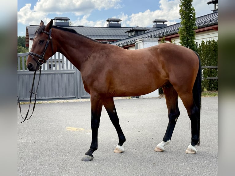 Slovak Warmblood Gelding 4 years 16 hh Brown in Svratouch