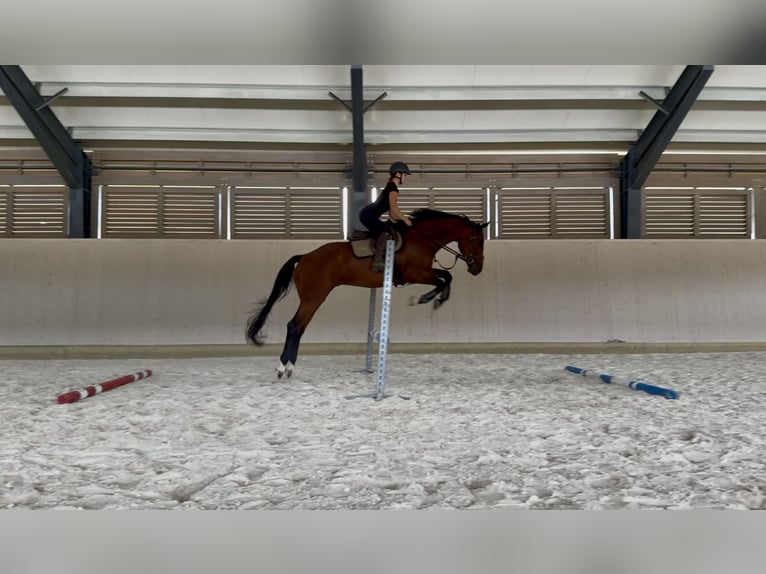 Slovak Warmblood Gelding 4 years 16 hh Brown in Svratouch