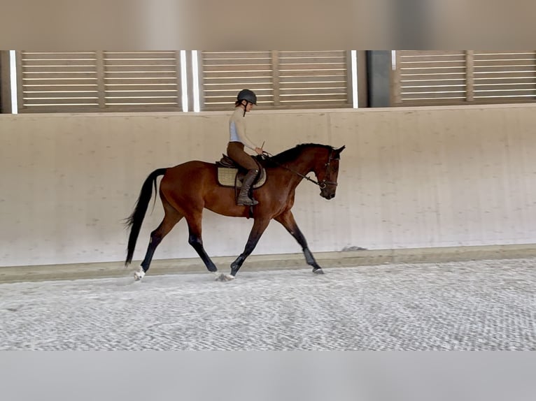 Slovak Warmblood Gelding 4 years 16 hh Brown in Svratouch