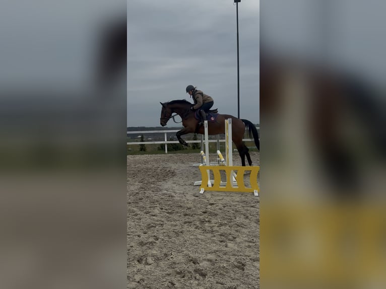 Slovak Warmblood Gelding 4 years 16 hh Brown in Svratouch