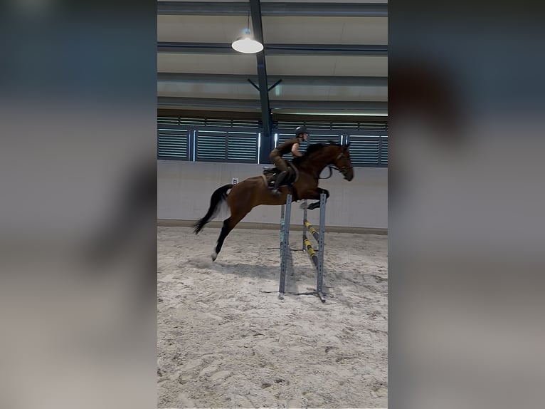 Slovak Warmblood Gelding 4 years 16 hh Brown in Svratouch