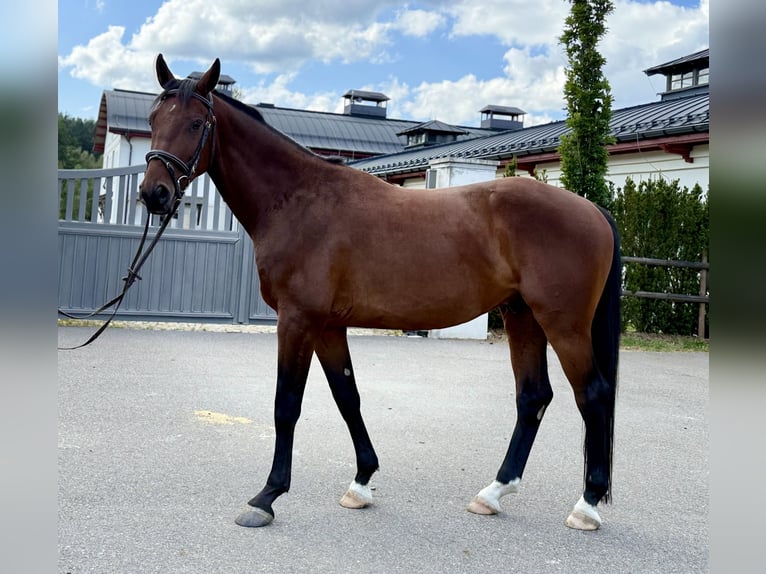 Slovak Warmblood Gelding 4 years 16 hh Brown in Svratouch
