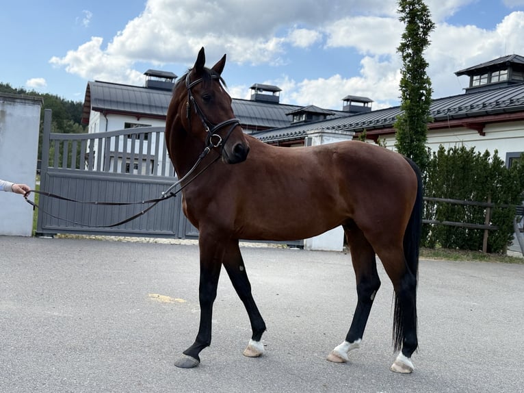 Slovak Warmblood Gelding 4 years 16 hh Brown in Svratouch