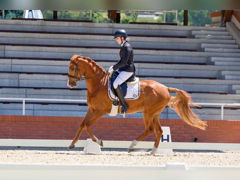 Slovak Warmblood Gelding 4 years 16 hh Chestnut-Red in Budweis