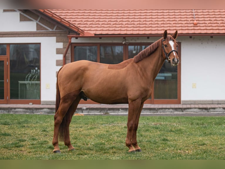 Slovak Warmblood Gelding 4 years 16 hh Chestnut in V&#xED;g&#x13E;a&#x161;