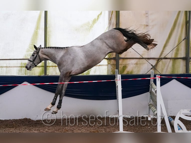 Slovak Warmblood Gelding 4 years 16,2 hh Grey in Tyn nad Vltavou