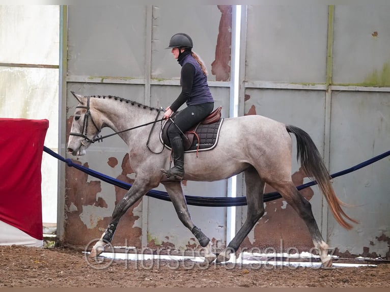 Slovak Warmblood Gelding 4 years 16,2 hh Grey in Tyn nad Vltavou