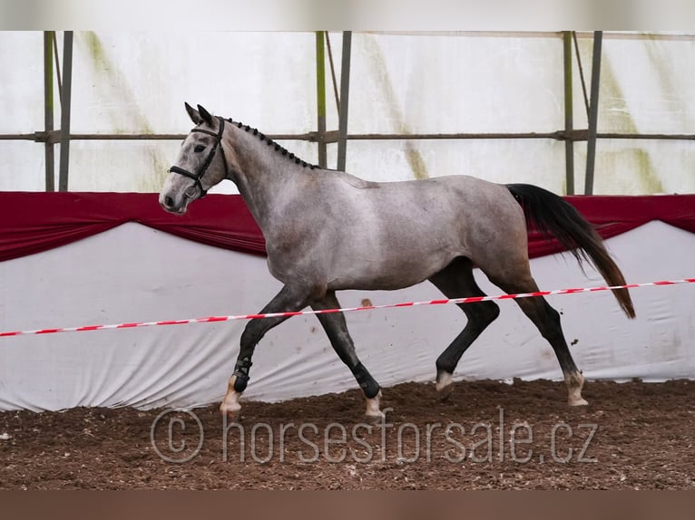 Slovak Warmblood Gelding 4 years 16,2 hh Grey in Tyn nad Vltavou