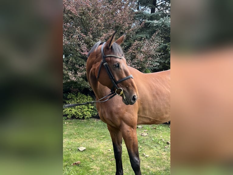 Slovak Warmblood Gelding 4 years Bay in Vysoké veselí