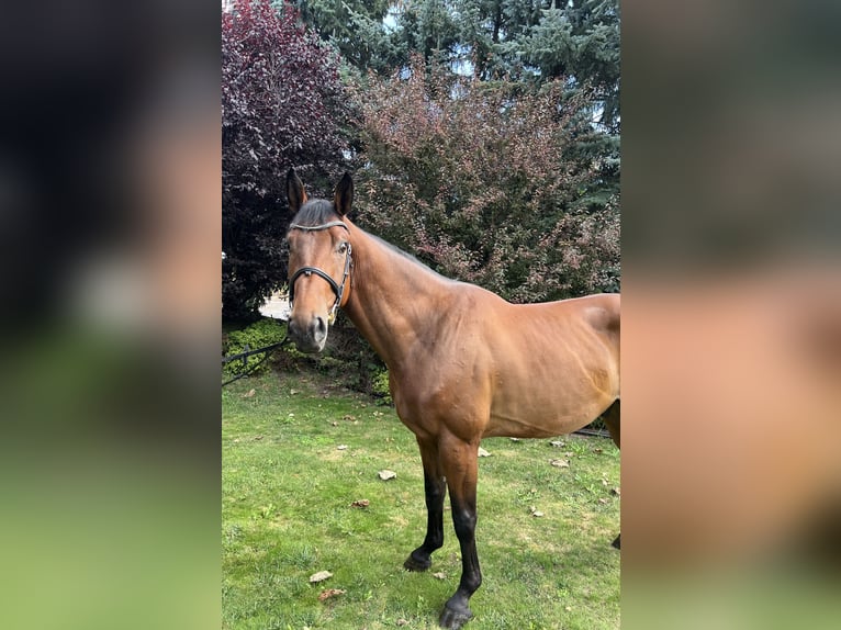 Slovak Warmblood Gelding 4 years Bay in Vysoké veselí