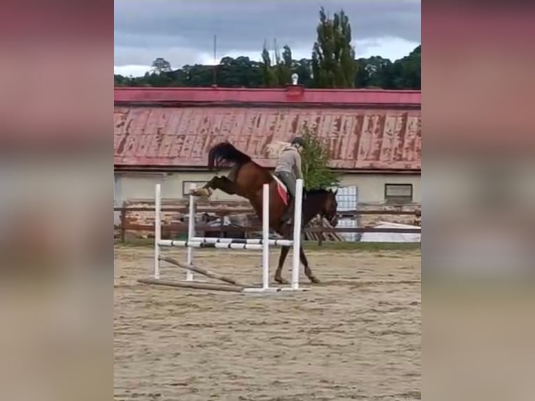 Slovak Warmblood Gelding 5 years 16,2 hh Brown in Karlovy Vary